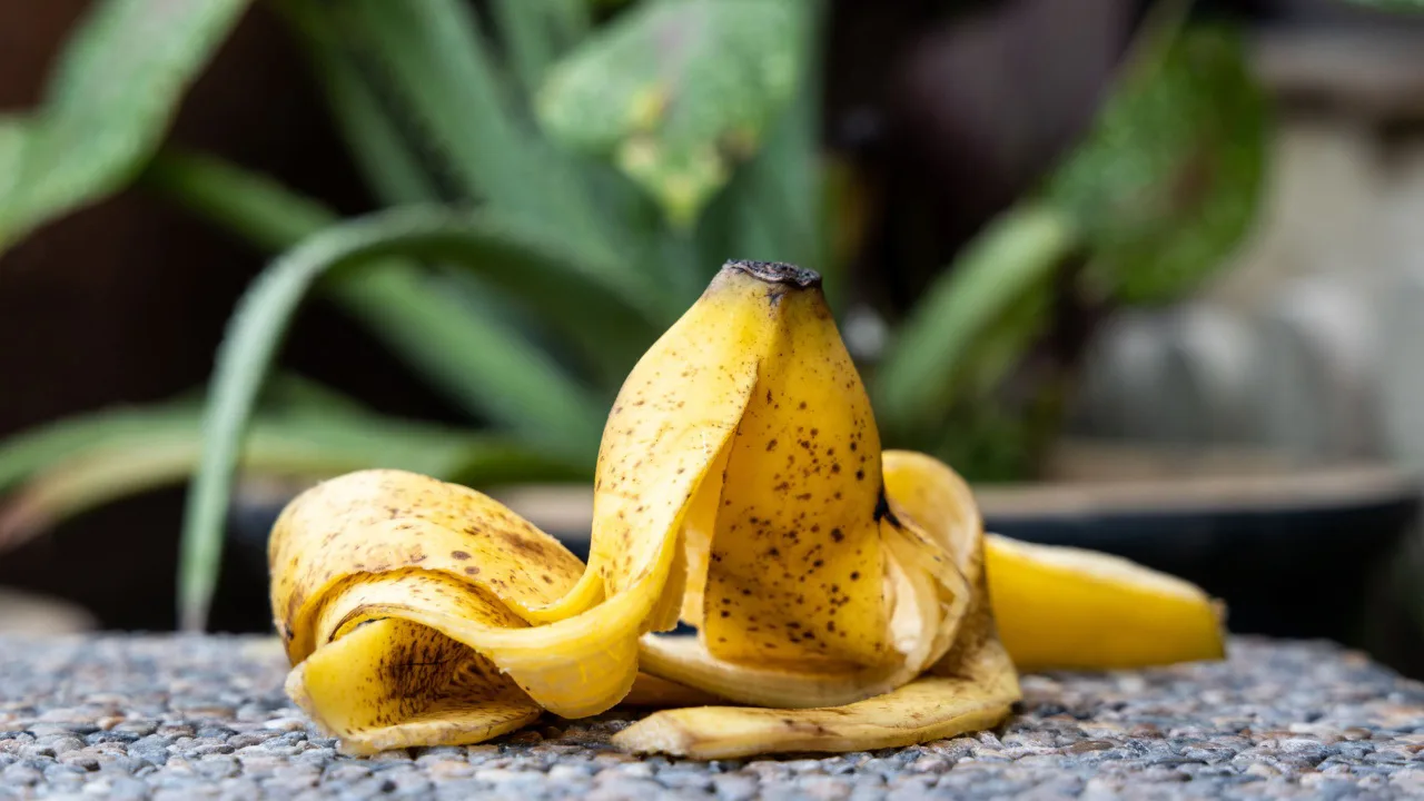 Luonnollinen tapa nopeuttaa kasvien kasvua banaaninkuorilla.