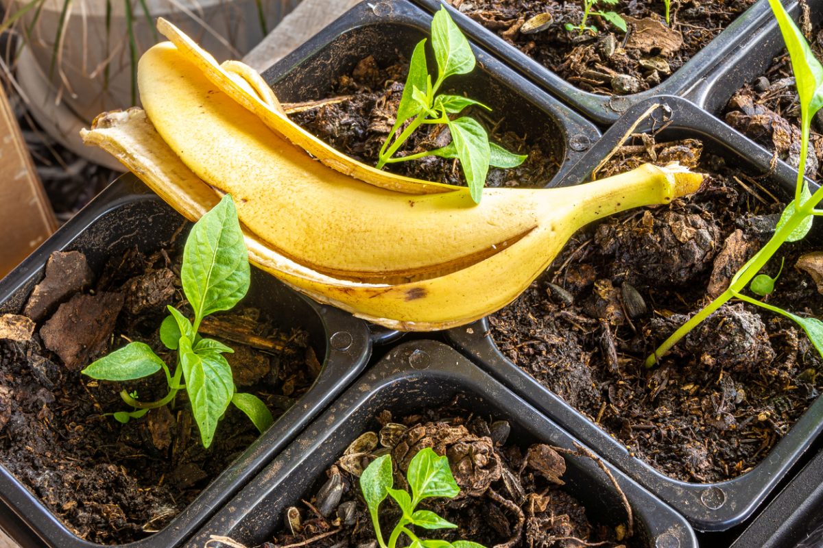 Luonnollinen tapa nopeuttaa kasvien kasvua banaaninkuorilla.